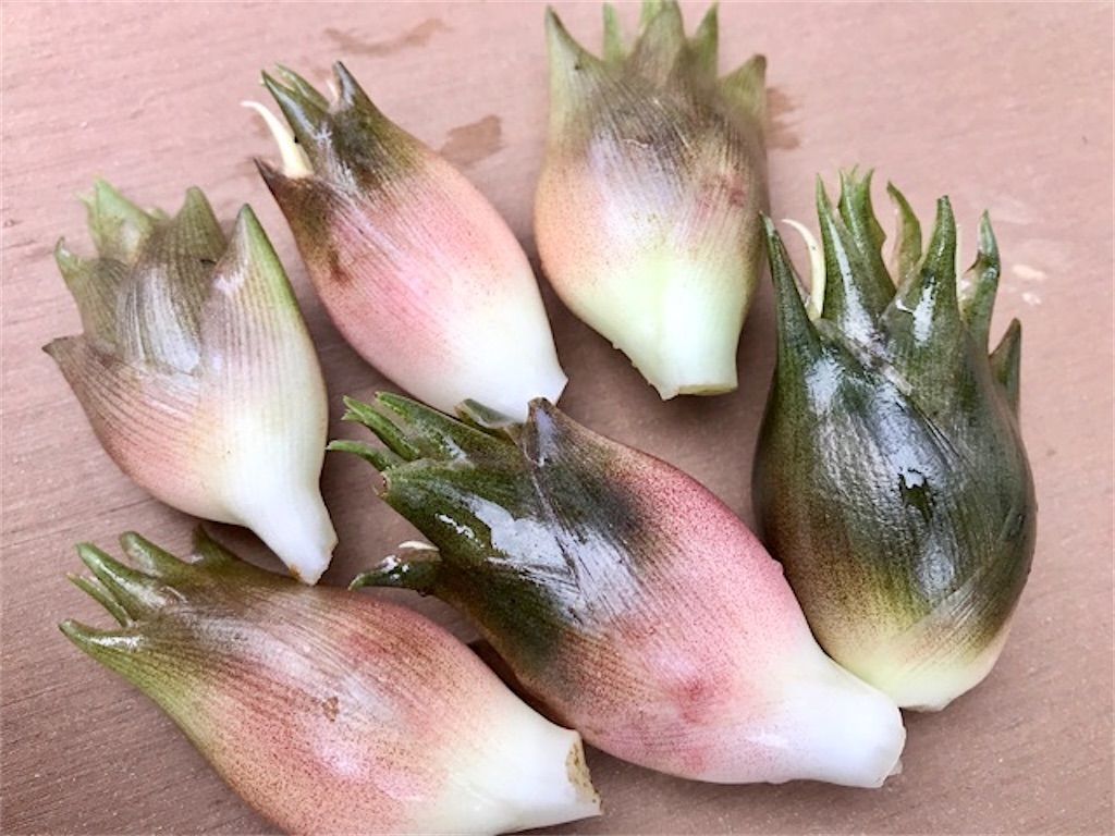 ミョウガを食べ過ぎるとバカになるって 本当⁈かずママオフィシャルブログ「兄の自死、夫の病死を乗り越えて」Powered by Ameba