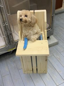 ガックンのお食事事情 新入り巨大食道症コーギー、吐いて吐いてGO！保護犬GO～知る・見る・伝える→殺処分ゼロへ～