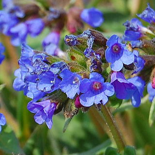 プルモナリアの育て方・栽培方法植物図鑑みんなの趣味の園芸 NHK出版