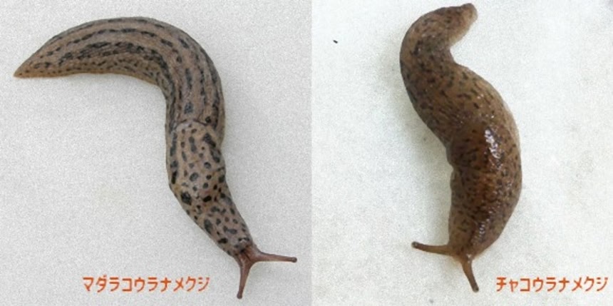 マダラコウラナメクジ – 身近な自然に癒されて