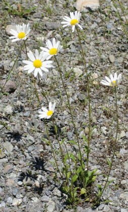 マーガレット Argyranthemum sp. キク科 Asteraceae モクシュンギク属 三河の植物観察