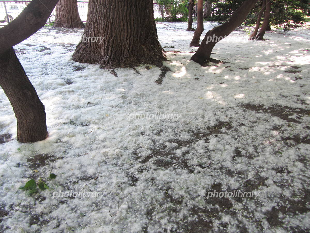 ポプラの綿毛と花粉症～アレルゲンではないけれど : イタリア写真草子
