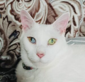 虹膜异色症- 维基百科，自由的百科全书