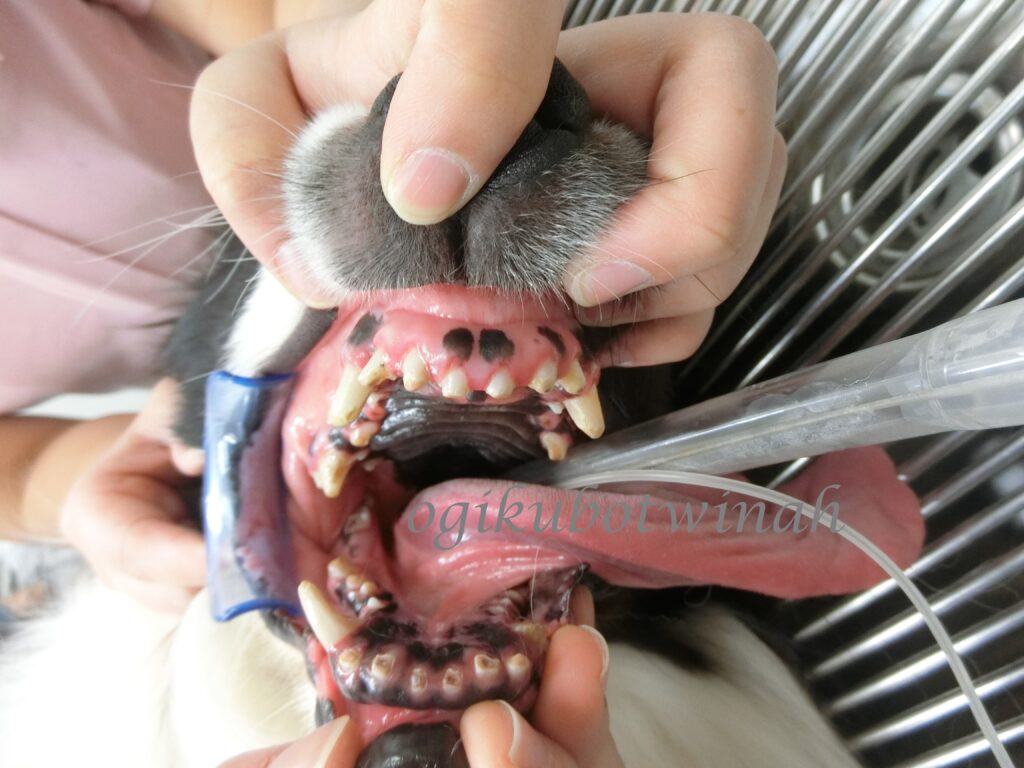 根管治療のページ of 駒沢公園動物病院