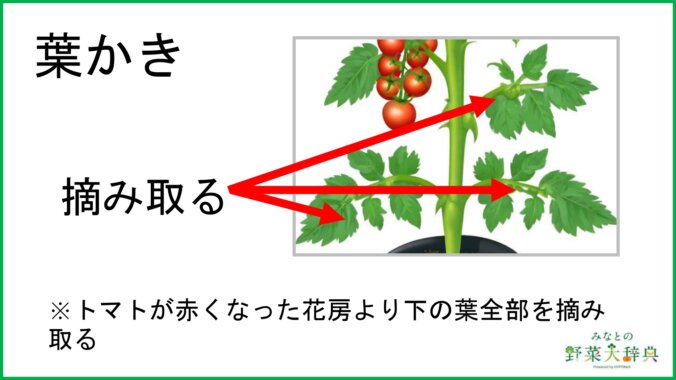 ミニトマトの栽培・育て方を徹底解説！わき芽かき、摘心・摘果など失敗しないミニトマトの栽培方法ついて詳しく説明 - みんなのブログ体験農園なら貸し農園 市民農園 のシェア畑
