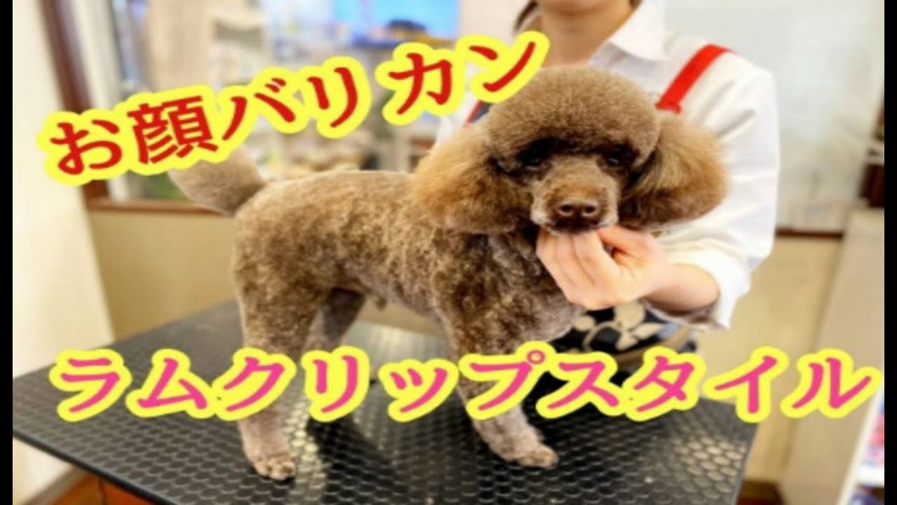 楽天市場 犬 バリカン 顔の通販