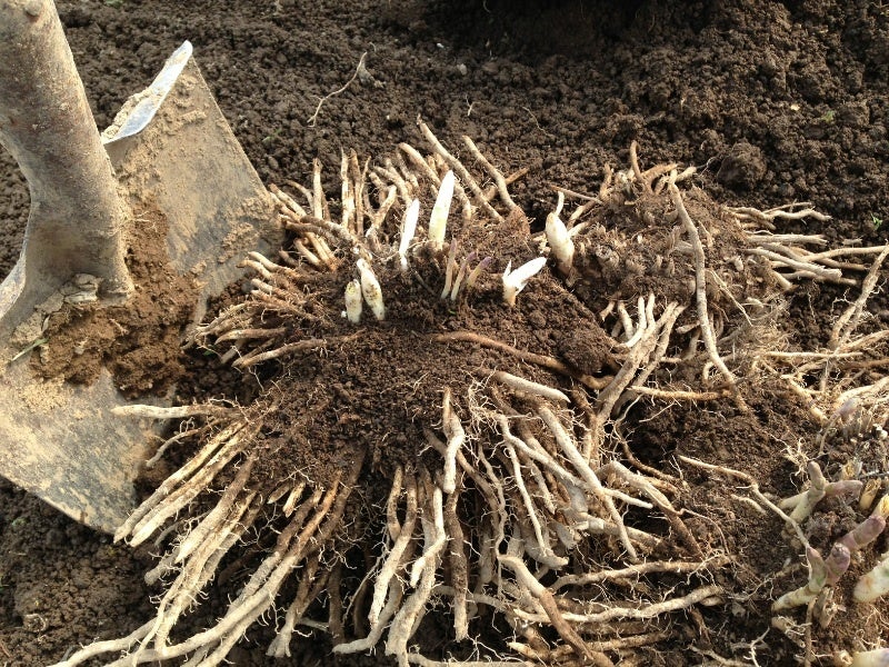 一度植えたら10年収穫できる？！アスパラガスの栽培ポイント・病害虫対策について。グリーンワークス 大垣市の造園会社