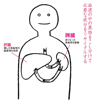 脾動脈 - e-Anatomy - IMAIOS