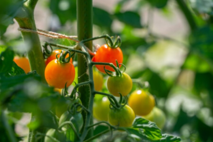 おいしいミニトマトを作るために剪定 せんてい はとても大切🍅 夏の収穫に向けて、今の時期にやりましょう💪ミニトマトミニトマト栽培家庭菜園家庭菜園初心者