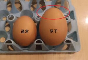 双子・三つ子・多胎児の出生確率