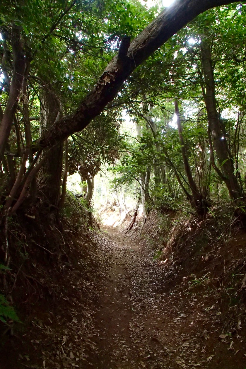 ディジュリドゥは生きている？ 2GORI