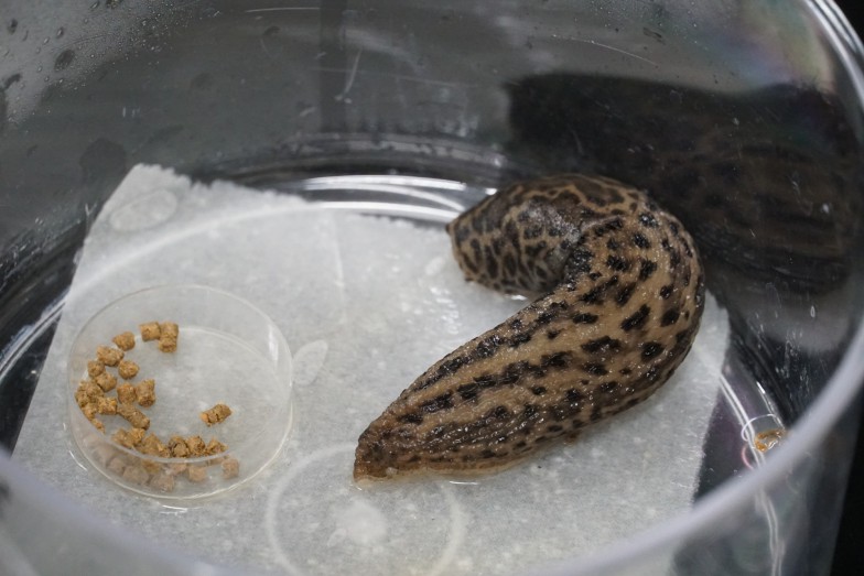 ナメクジは何類かをわかりやすく解説分類学と生態の基本まとめ虫退治、はじめました