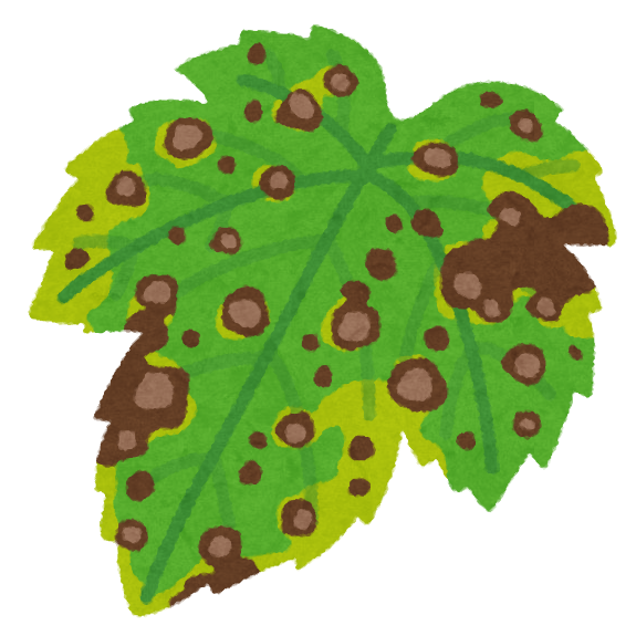 ミントやオレガノ、ローズマリーに斑点が出ますヘルプ・Q&Aハーブ苗の通販 無農薬・安心の専門店SORAMIMIハーブショップ