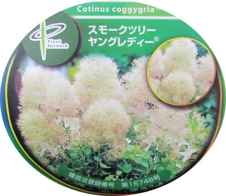 こんにちは✨miyabiです😊 いよいよ、スモークツリーの季節が始まります🥰 今日は、miyabiで取り扱いのあるスモークツリーの中で、特に花付きが良く高確率で、最初の花芽を付けてくれるのも特に、早い品種をご紹介致します😊高確率で、確実ではありません。環境にも