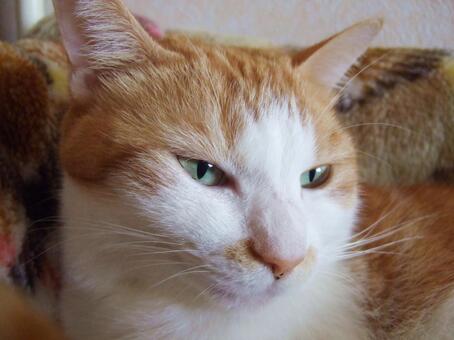 2 7イベント実施報告 『偏見とは、食わず嫌いである～若者が語る日中とは～』│認定NPO法人東京都日本中国友好協会