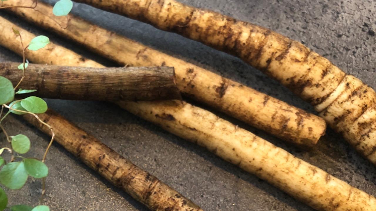 酢ごぼうの日持ちと保存期間！常温・冷蔵庫の作り置きと冷凍保存の賞味期限を解説