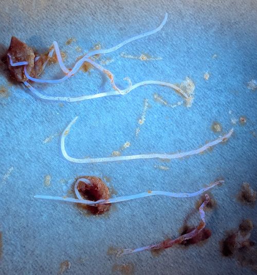 アニサキスについて知っておこう