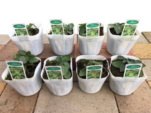 シソを植えてはいけない理由は？安心して育てる栽培方法を詳しく解説生活に役立つ情報