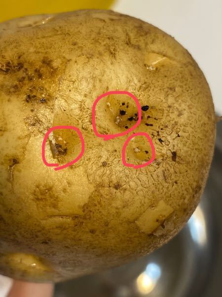 じゃがいもから芽が出てきた！間違った保存法でこんなことに！ちなみにまだ食べれるの？生活知恵袋