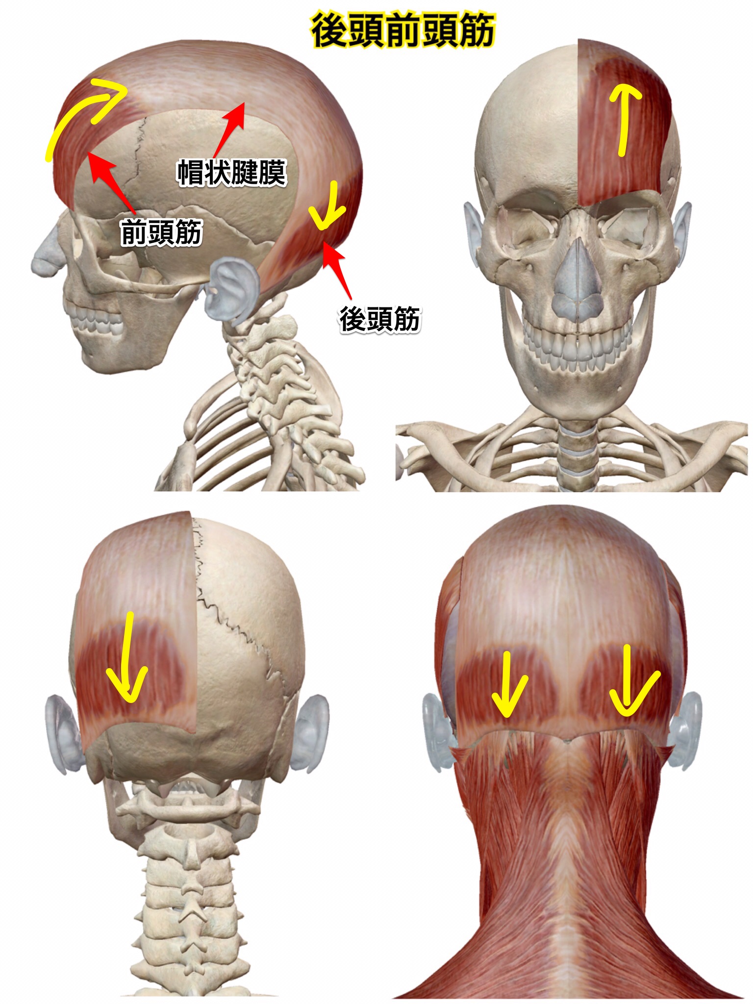 薄毛になりやすい頭頂部はコリやすい部分でもあるガチガチ頭皮をほぐす方法ヨガジャーナルオンライン
