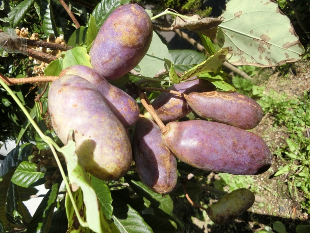 楽天市場国産あけび濃縮エキス 酵素 ファスティング サプリ サプリメント 30日分 発酵 MCTオイル あけび 果物 アセロラ粉末マンゴージンジャー ビタミンD 着色料不使用 酵素 ダイエット オーガニック アケビエキス ヴィーガン 有機栽培 無添加 ベージュ脂肪細胞