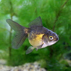 金魚の転覆病について 転覆病 転覆 症状と呼ばれるもの の中には、浮き袋がなんらかの原因により、ひっくり返るタイプのものや、浮き袋の鰾 ひょう が原因の沈没したまま這いずり回るタイプのものや、浮いたまま横倒しになってしまって表皮が水面から出てしまっている 金魚