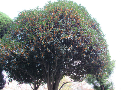 金木犀ドレス 花言葉は「初恋」「気高い人」 ㅤ ㅤ ㅤ金木犀きんもくせいキンモクセイキンモクセイの香り イラスト絵花flowersillustrationdrawingsはな言葉花言葉ドレス