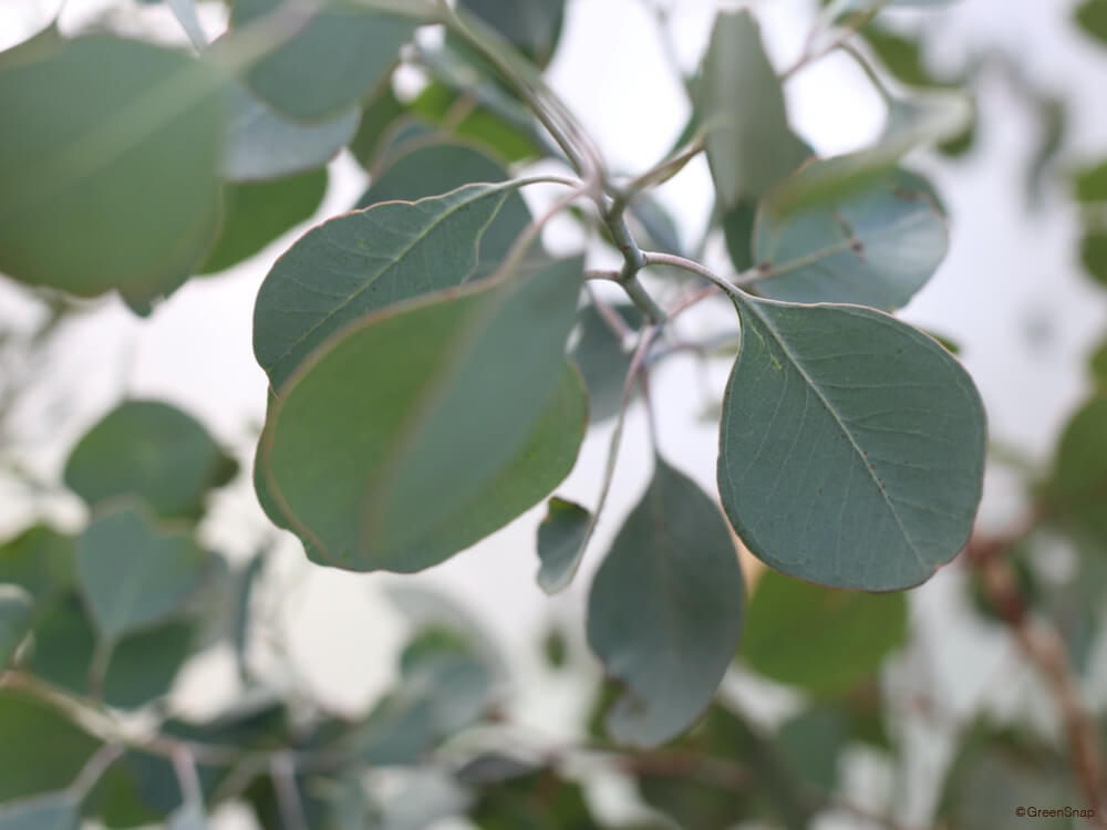 ユーカリの薫るベランダでユーカリ紹介レモンユーカリCorymbia citriodora
