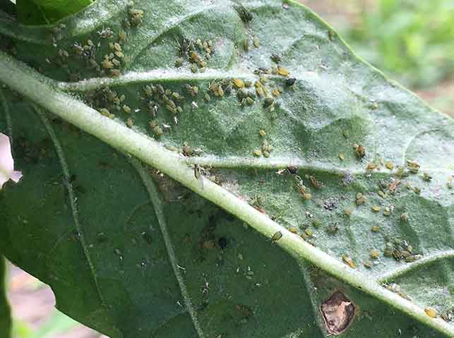 ピーマンの中に虫が鼠狸庵閑話 そりゃあかんわ