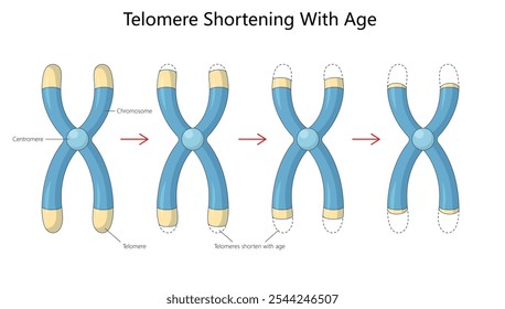 染色体の高次構造とS期チェックポイントを減数分裂期の組換えの開始と連係させるリエゾンタンパク質 : ライフサイエンス 新着論文レビュ