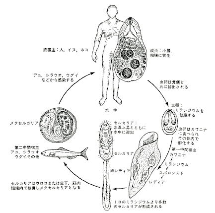 フナのお刺身を食べるための確認事項肝吸虫による食中毒予防対策Theフナ