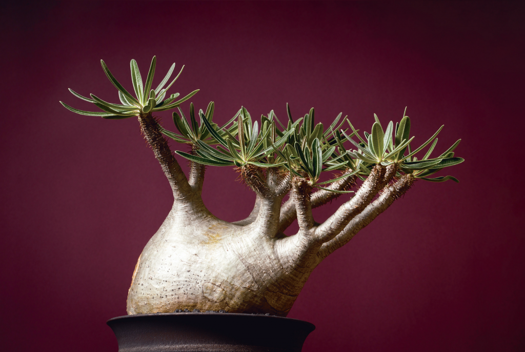 植物趣味は視覚の滋養、心の栄養！ 植物＆野菜の合体特集!!モノ・マガジン3-16号発売中！ – モノ・マガジンweb