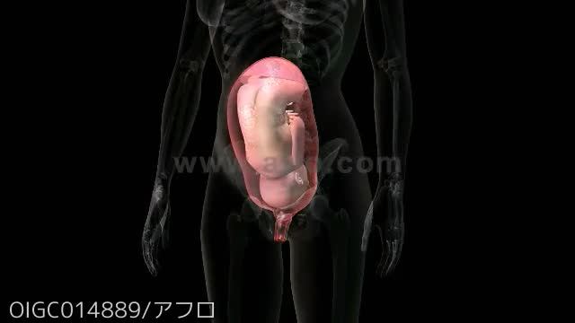 人体 解剖学 胎児 妊娠の写真素材 - PIXTA