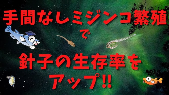 メダカを外敵から守る対策 ブログ記事