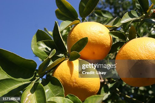 娘が 植えた 種から 16年～グレープフルーツの木～: きらきら輝いて Let's 50代