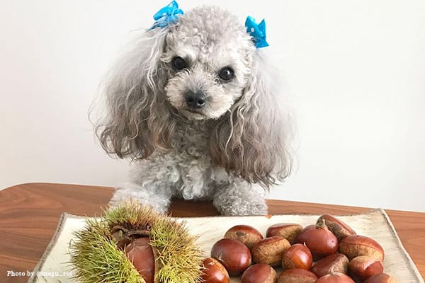 獣医師執筆 犬は栗を食べても大丈夫！量や与え方の注意点を獣医師が解説ペトコト PETOKOTO