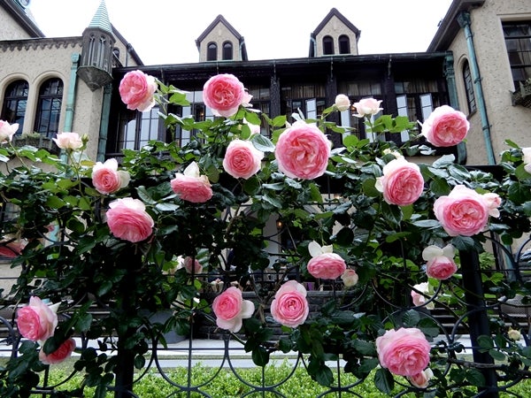 🎄🌹東京ガーデンテラス紀尾井町と赤坂プリンスクラシックハウス「イルミネーションと薔薇の咲くハウス」Akasaka Prince Classic