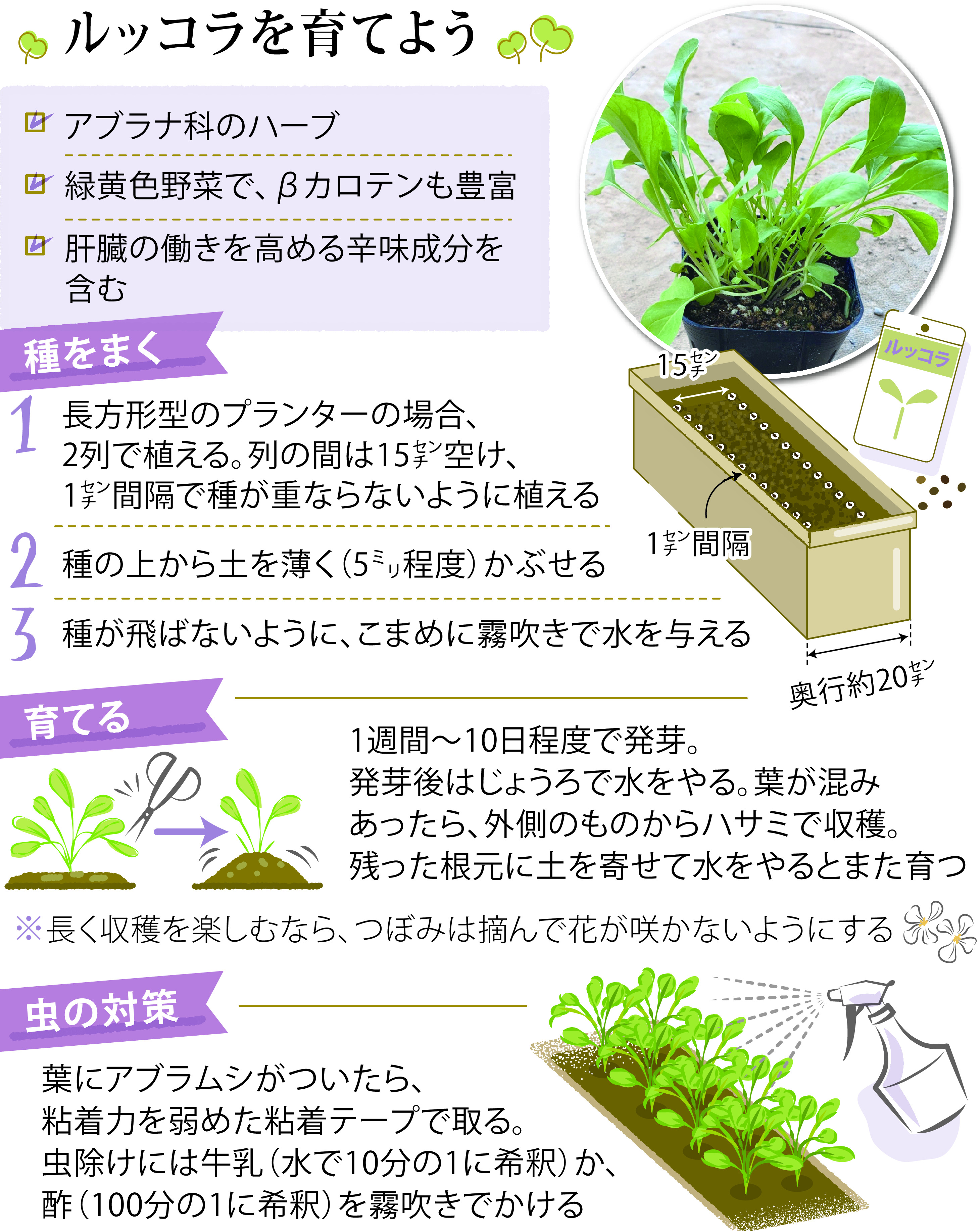 ルッコラのプランターでの育て方・栽培方法