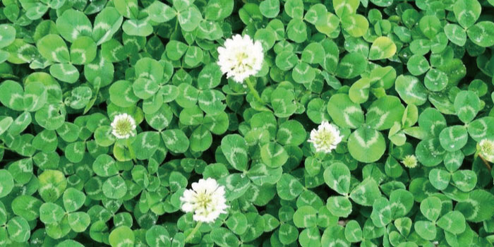 四つ葉のカタバミ - YouTube