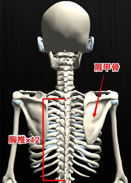 肩甲骨の各名称笑顔で楽しく生きるためのヒント♪水泳、ピラティスインストラクター、心理カウンセラー 高木愛のブログ