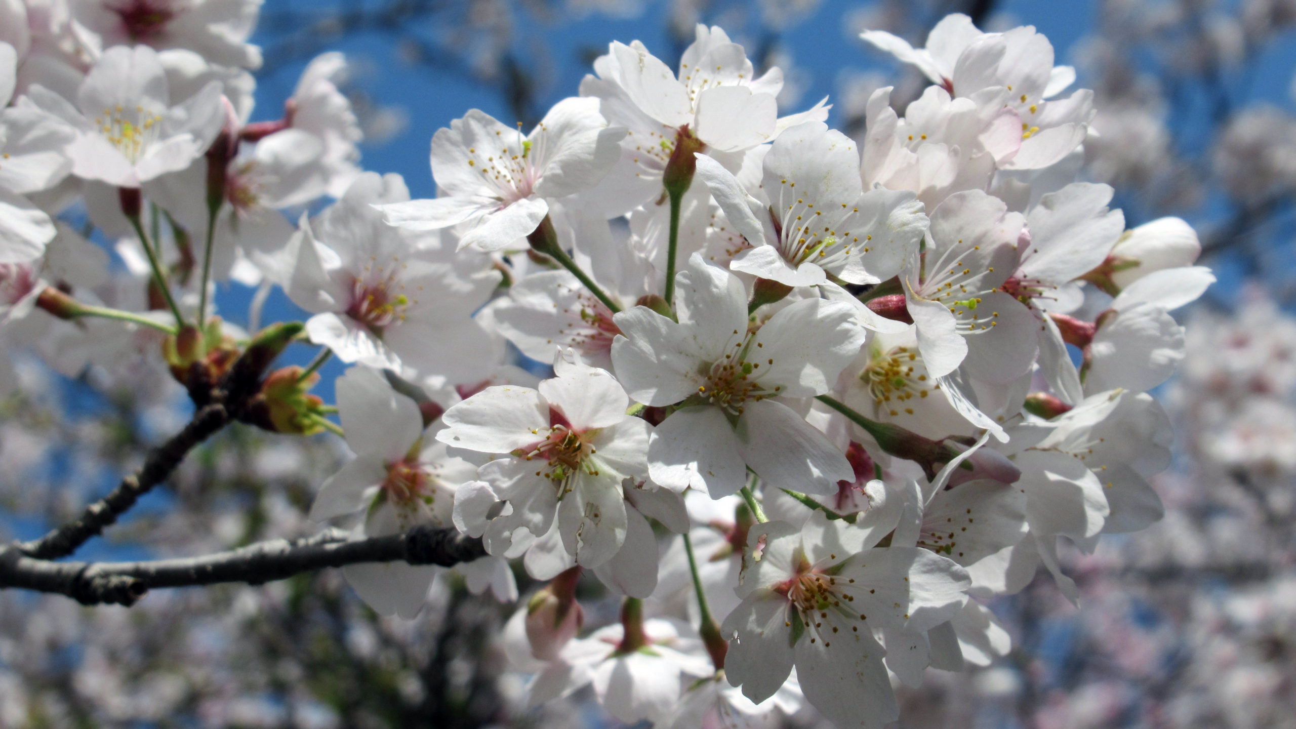 2020.6.29 遺伝子検査結果. ４月に 染色体検査 ＆遺伝子検査 を受けた結果を今日聞きに行ってきました最有力候補がヌーナン症候群 だと言う事で、ヌーナン症候群&類似疾患で遺伝子&染色体の検査をかけていました。 結果、ヌーナン症候群じゃなかった