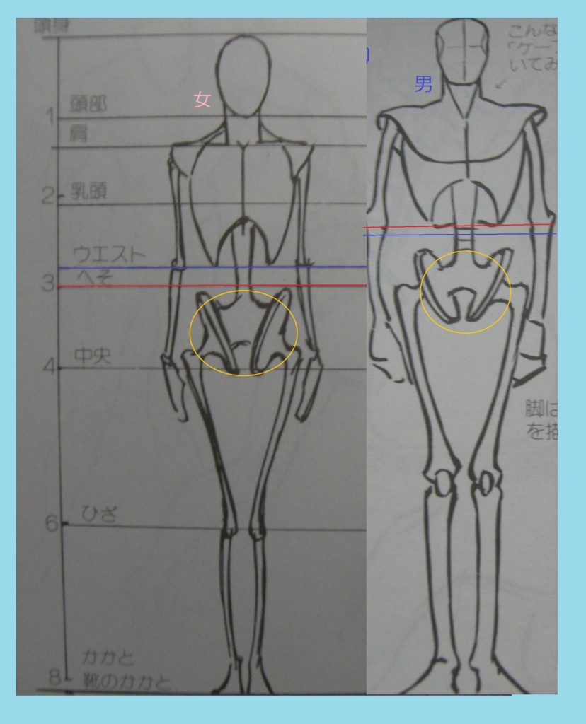 男女差股関節の男女差 -形態から考えてみよう！-ゆみ
