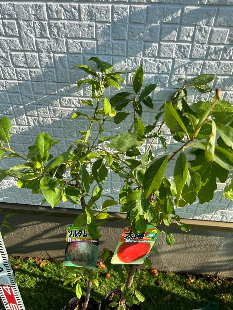 Amazon.co.jp: スモモの苗木 品種：ソルダム 品種で選べる果樹苗木 2年生 接木苗 15cmポット平均樹高:60cm 1個ポット植えなのでほぼ年中植付け可能 完熟すると果皮が緑色から鮮やかな赤色に変化し、酸味が少なくなり、柔らかくなり甘みが増します！完熟すると日持ち