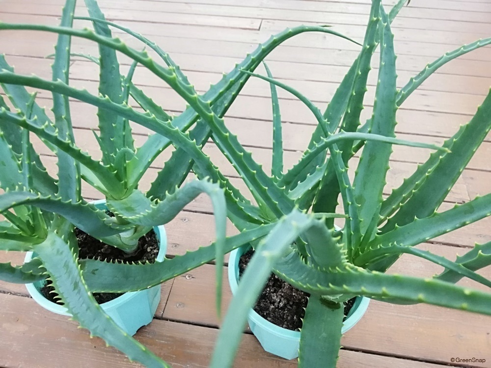 食用のアロエの選び方とおすすめの食べ方を紹介！YOKARE