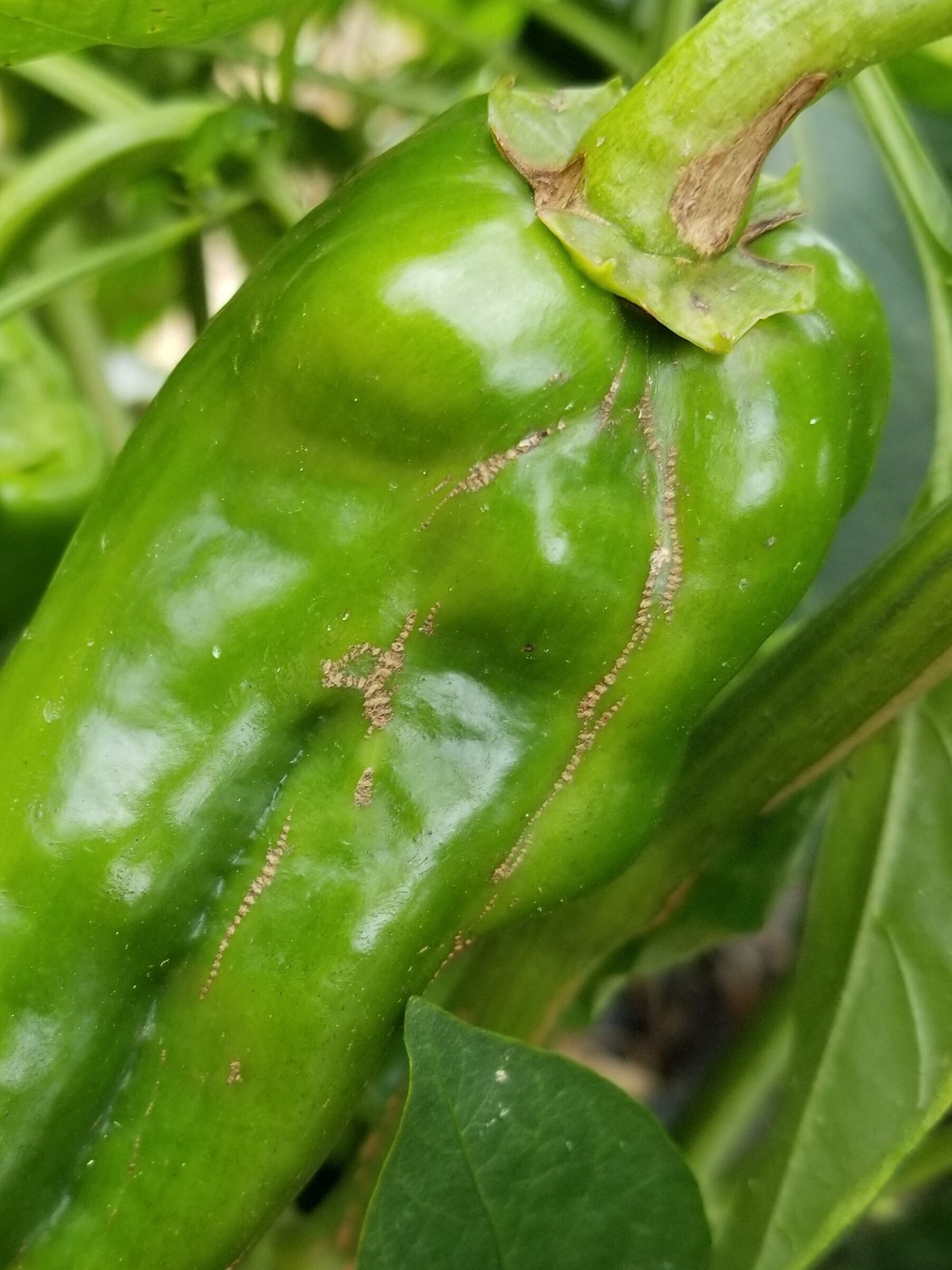 知っていますか？ 害虫の種類と天敵昆虫の 有効活用事例＜パプリカ・ピーマン＞