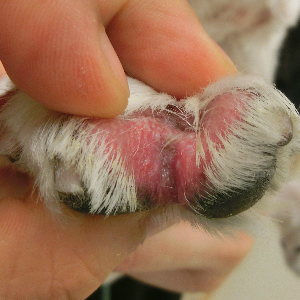 犬の黒色被毛形成異常症って？原因・症状・治療・予防法まとめ 獣医皮膚科専門医が解説どうぶつの皮膚科・耳科・アレルギー科