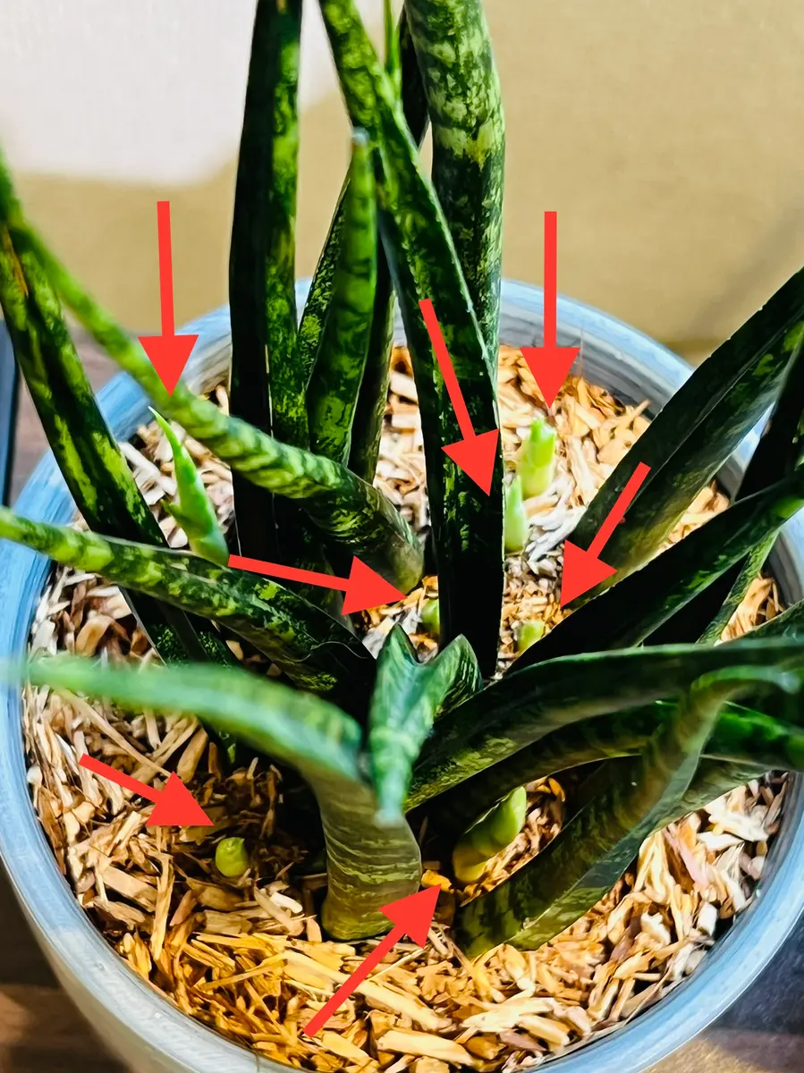 サンスベリアの植え替え時期やサインは？おすすめの土や鉢の深さは？🍀GreenSnap グリーンスナップ