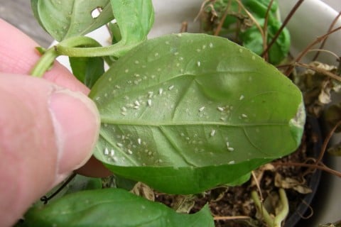 バラの鉢土に見た無数の白い虫 ＆ 今の花ベランダでバラのコンシェルジュを目指して