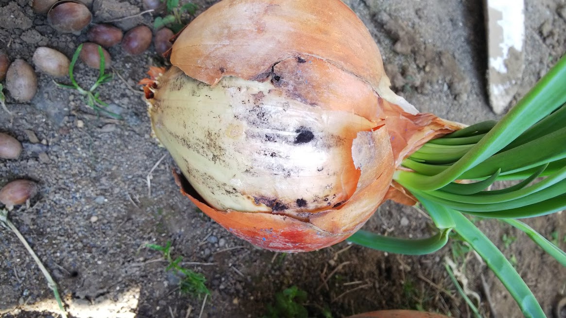 病害虫・生理障害情報 野菜栽培での病気 害虫 生理障害情報タキイの野菜タキイ種苗