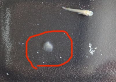 メダカの卵と水カビ : Tokuzeのメダカ飼育日記 屋外でメダカを飼おう！